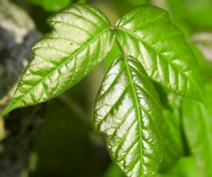 Poison ivy and other summer skin irritants - Mayo Clinic